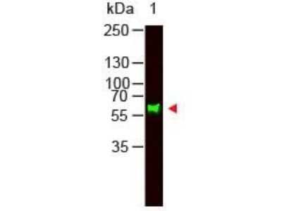 Western Blot: Goat anti-Monkey IgA Secondary Antibody [Unconjugated] [NBP2-60680] - Lane 1: Human IgA. Lane 2: None. Load: 100 ng per lane. Primary antibody: NBP2-60680 at 1:1000 and 4°C overnight. Secondary antibody: DyLight™ 800 goat secondary antibody at 1:20,000 for 30 min at RT. Blocking Buffer: 30 min at RT. Predicted/Observed size: 60 kDa, 60 kDa for Monkey IgA. Other Band(s): None.
